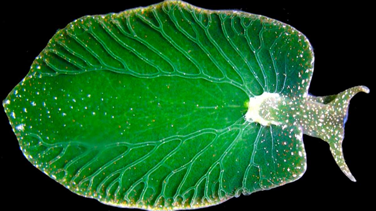 La babosa esmeralda, el animal de la fotosíntesis