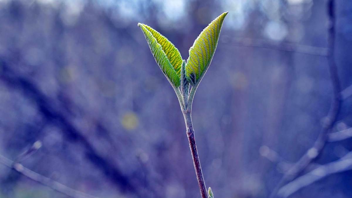 La fuerza vital y la síntesis de Wöhler