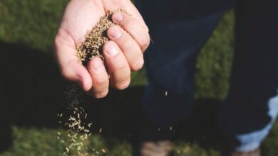 La startup Agtech Green Labs es la última startup coreana en despedir empleados