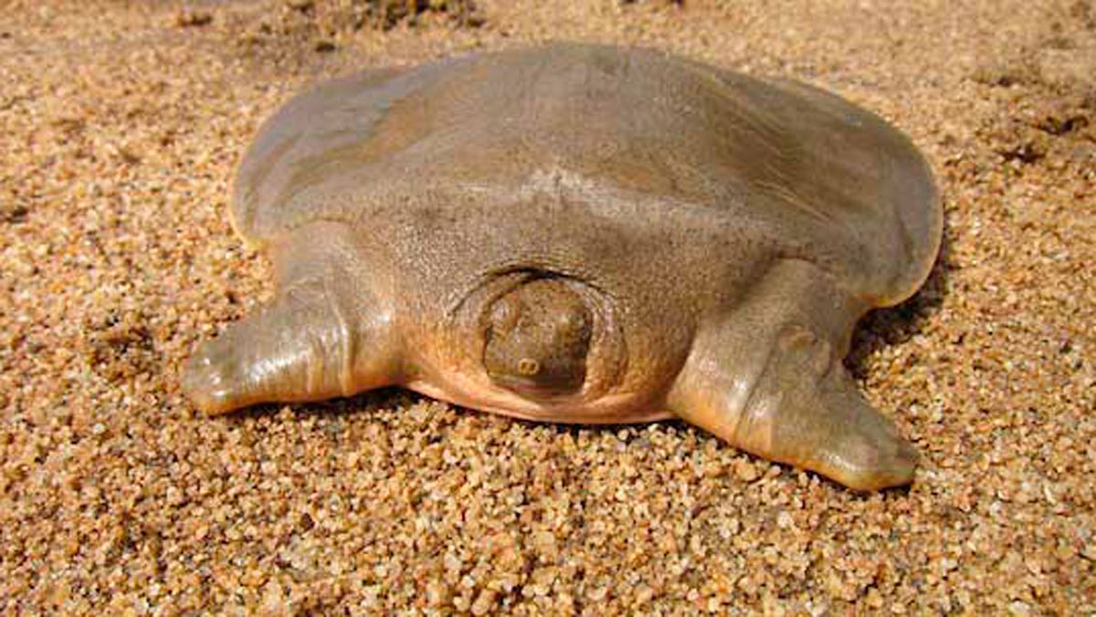 La tortuga más extraña que habías visto jamás