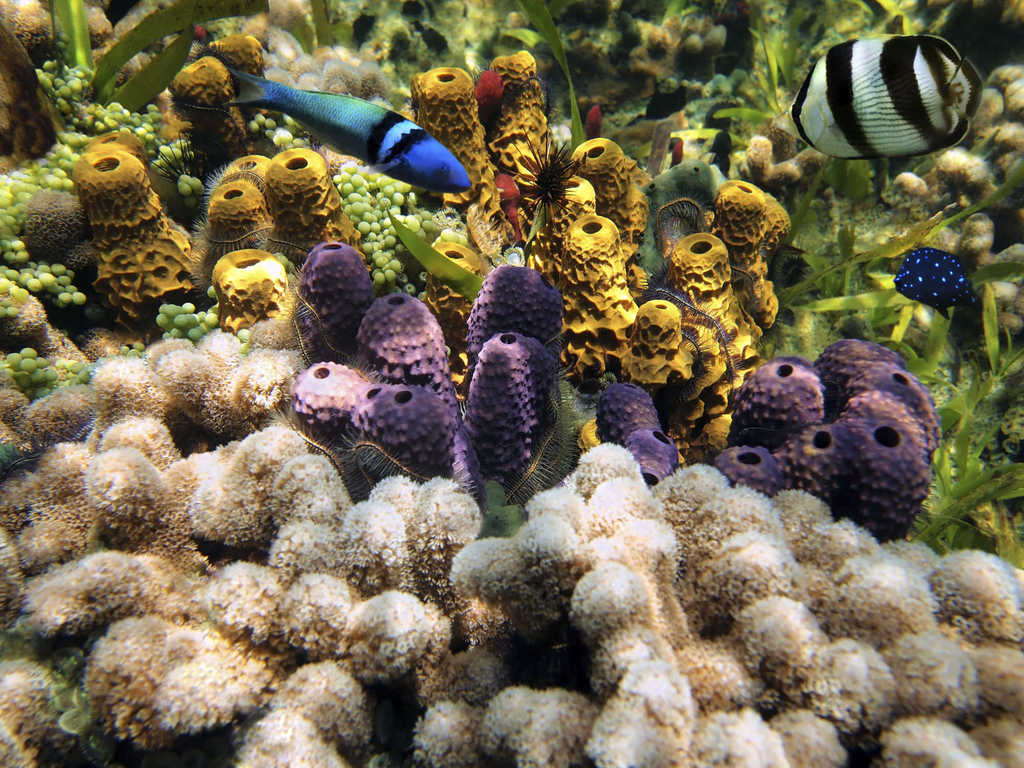 Los datos más curiosos sobre las esponjas marinas