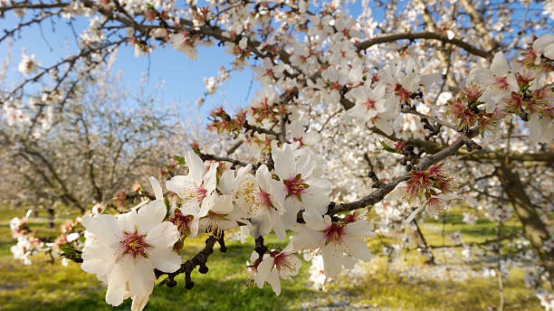 Los lugares de Madrid donde ver ( y fotografiar) los almendros en flor