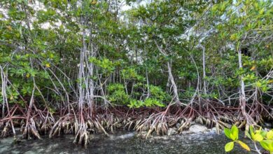 Manglares de México en peligro climático