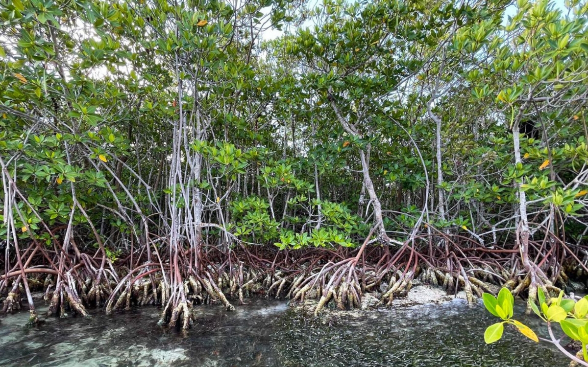 Manglares de México en peligro climático