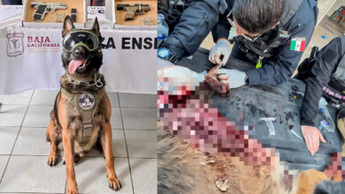 Matan a policía y hieren a agente canino en balacera en Ensenada | Video