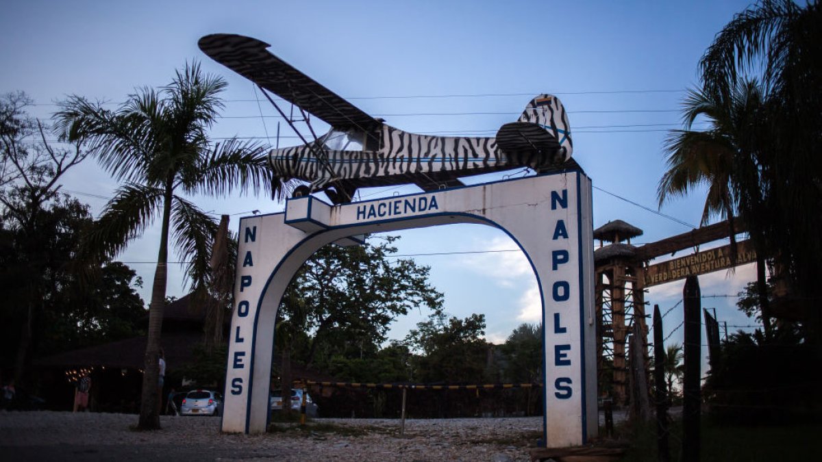 Matan a un tigre en la antigua hacienda de Pablo Escobar