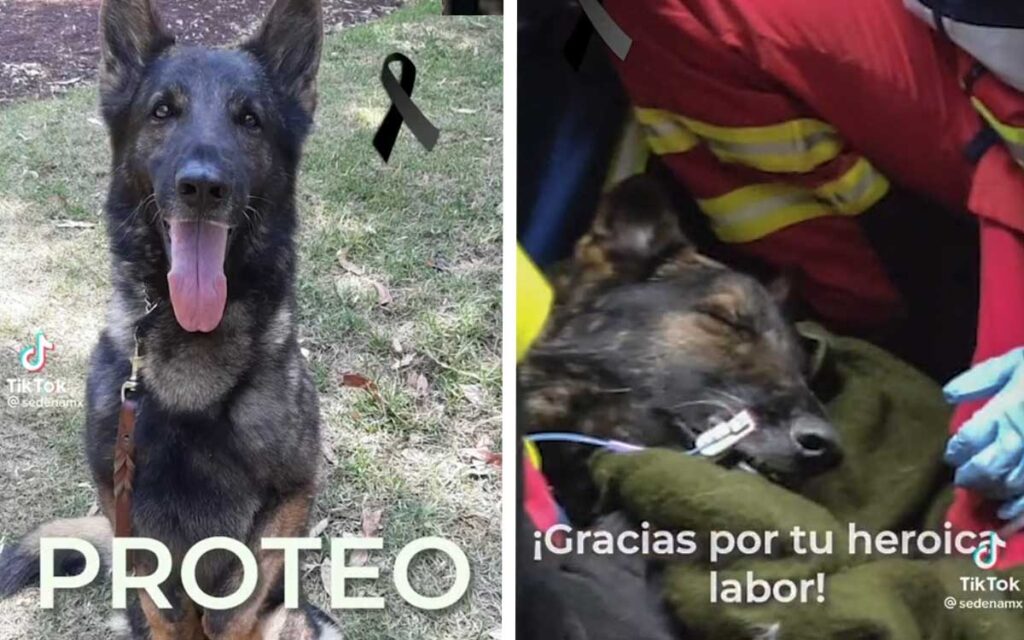 Muere 'Proteo', perro rescatista mexicano en Turquía | Video