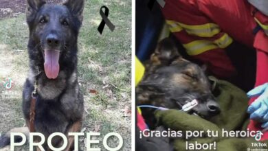 Muere 'Proteo', perro rescatista mexicano en Turquía | Video