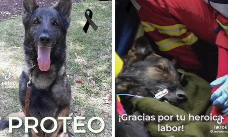 Muere 'Proteo', perro rescatista mexicano en Turquía | Video