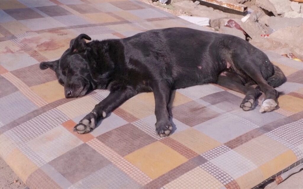 Perrita espera a su tutora atrapada desde hace días bajo los escombros en Turquía | Video