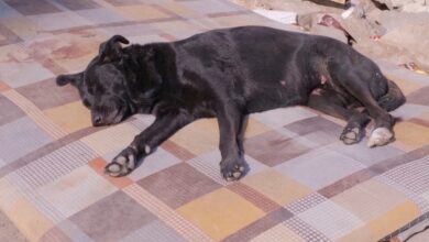 Perrita espera a su tutora atrapada desde hace días bajo los escombros en Turquía | Video