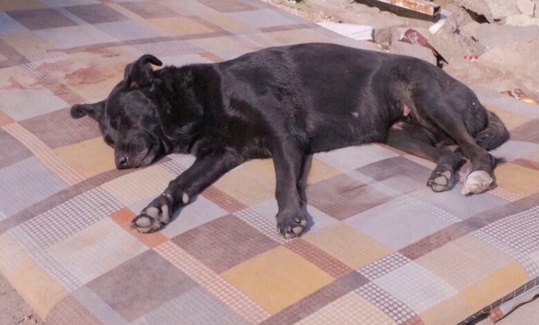 Perrita espera a su tutora atrapada desde hace días bajo los escombros en Turquía | Video
