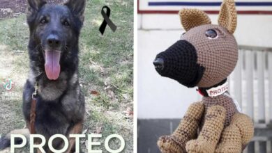 Presas rinden homenaje a 'Proteo' con figuras de estambre