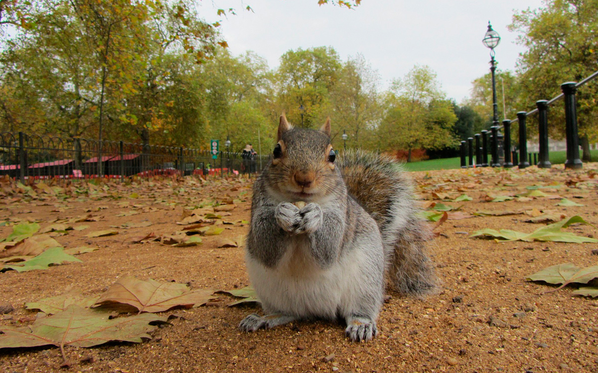 Reino Unido creará 500 mil hectáreas de hábitats para vida salvaje en 5 años