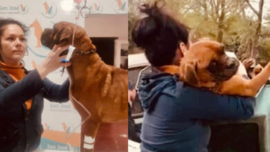 Rescatan a 'El Chato', lomito víctima de maltrato en Sonora