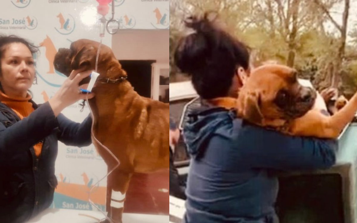 Rescatan a ‘El Chato’, lomito víctima de maltrato en Sonora