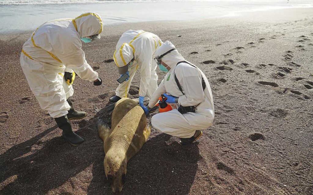 Se encienden las alarmas en Latinoamérica por avance de influenza aviar