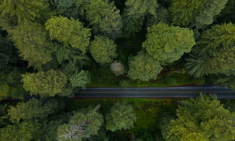 Sequoia calienta las inversiones iniciales en etapa inicial en India y el sudeste asiático