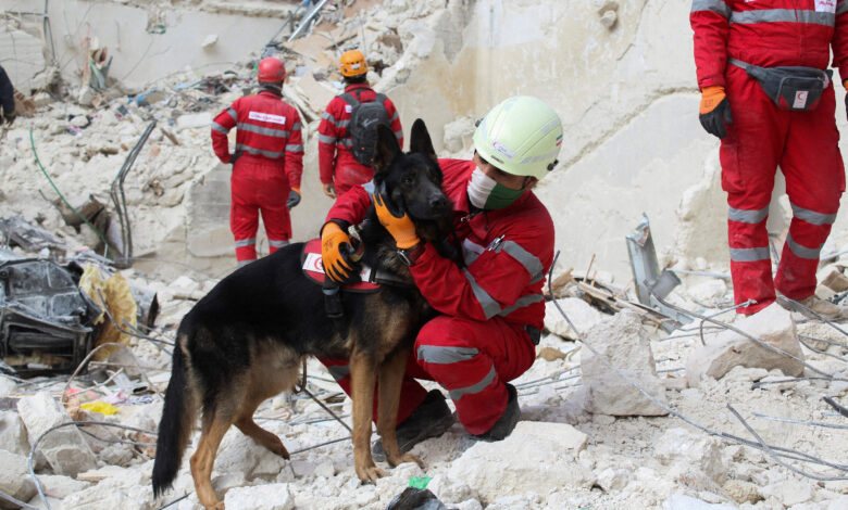Un perro olfateando, la esperanza de las víctimas del sismo