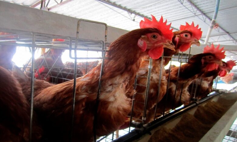 Vacunarán a más de 2 millones de aves contra la influenza aviar en Ecuador