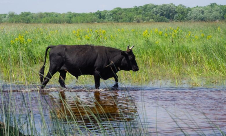 el Servicio Forestal da la orden de comenzar con la matanza de vacas salvajes en el bosque Gila