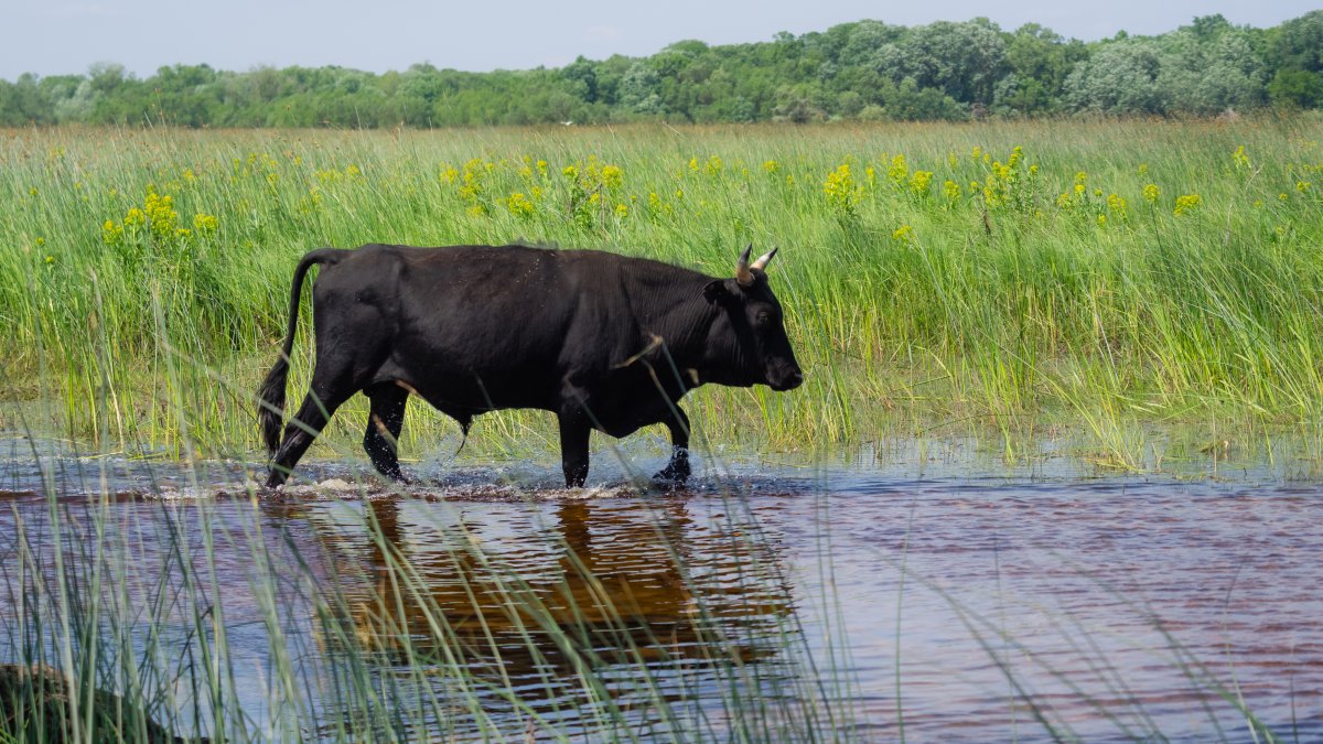 el Servicio Forestal da la orden de comenzar con la matanza de vacas salvajes en el bosque Gila