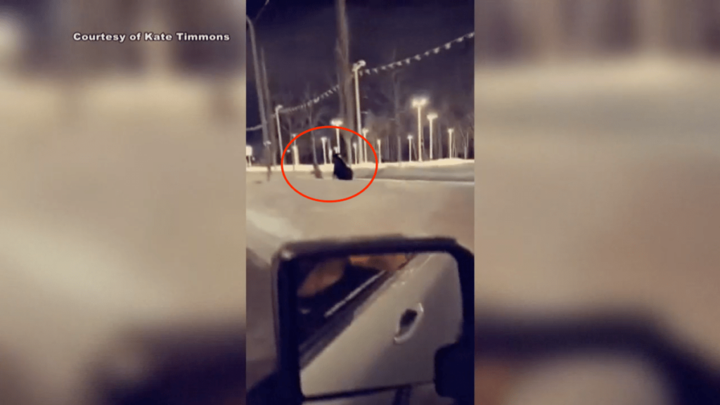 mujer de Alaska es golpeada en la cabeza por un alce