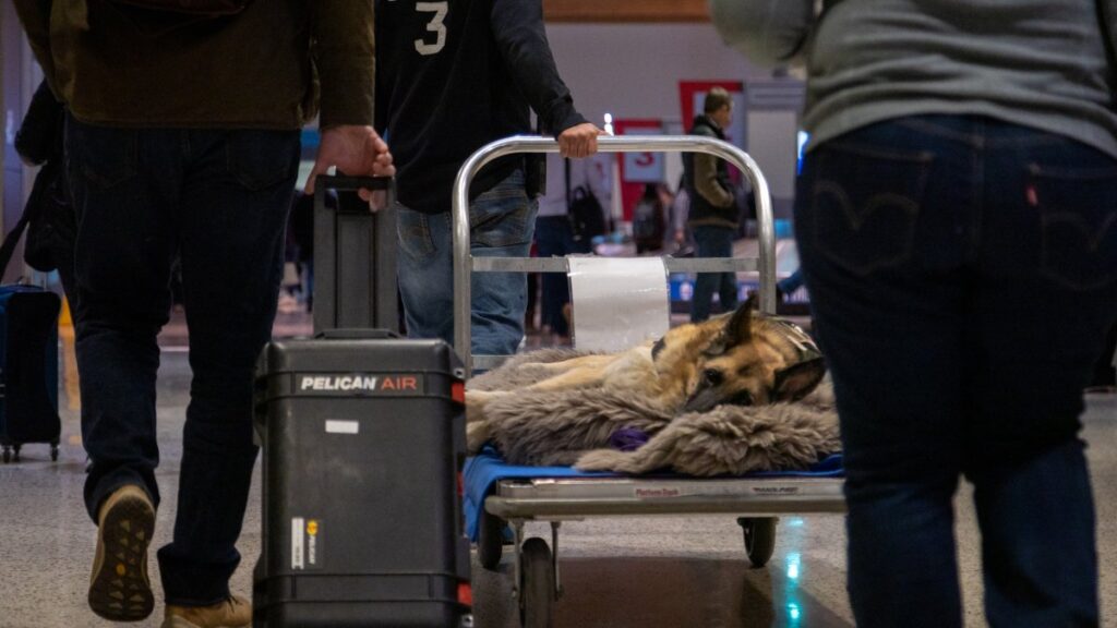 perro de servicio es honrada en vuelo de Southwest Airlines