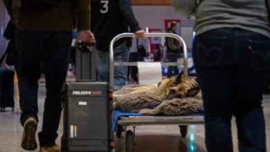 perro de servicio es honrada en vuelo de Southwest Airlines