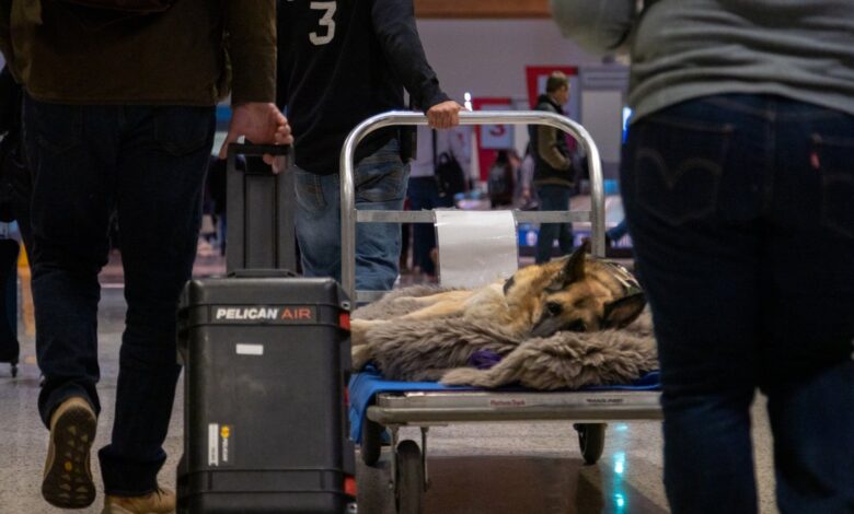 perro de servicio es honrada en vuelo de Southwest Airlines