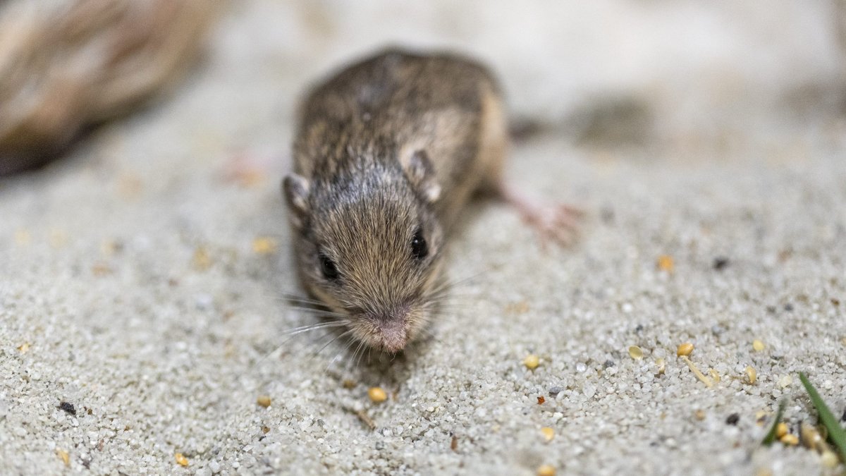 ratoncito Pat gana el récord Guiness por ser el más viejo del mundo
