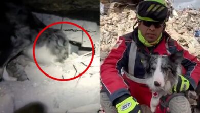¡Héroe peludo! Perrito de la Cruz Roja Mexicana localiza a víctima atrapada en Turquía | Video