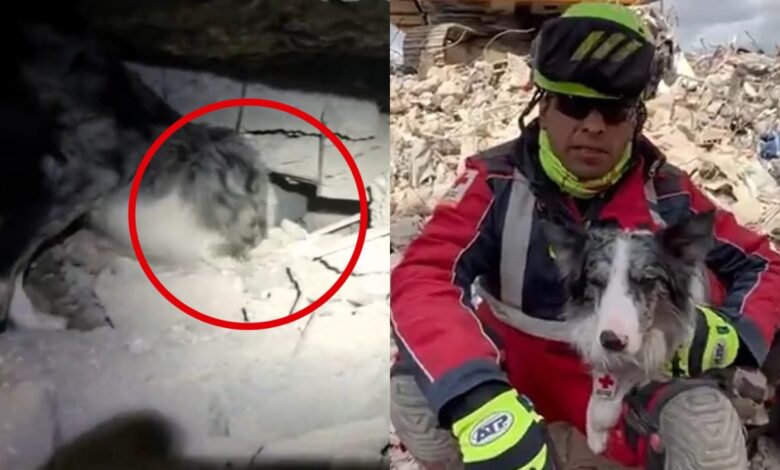 ¡Héroe peludo! Perrito de la Cruz Roja Mexicana localiza a víctima atrapada en Turquía | Video