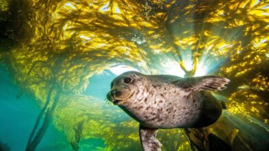 ¿Es la conservación de los océanos la próxima tecnología climática? 7 inversores explican por qué están todos en