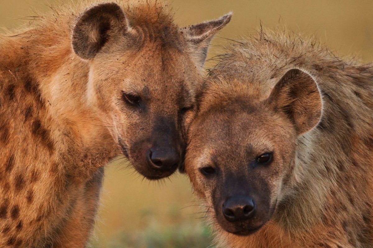 ¿Por qué se ríen las hienas? Descubre el auténtico motivo