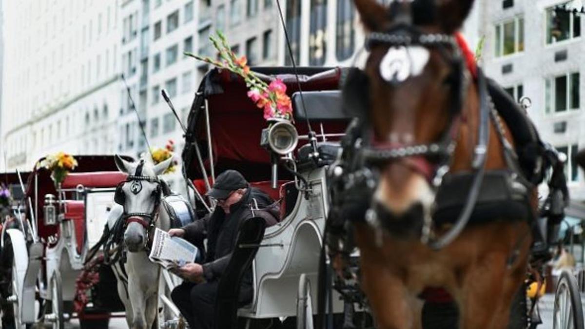 ¿Por qué un caballo se desploma en plena calle llevando un carruaje?