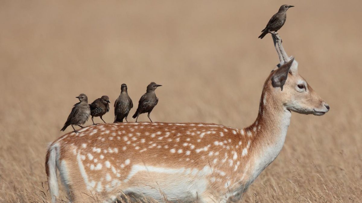 ¿Qué es la simbiosis?