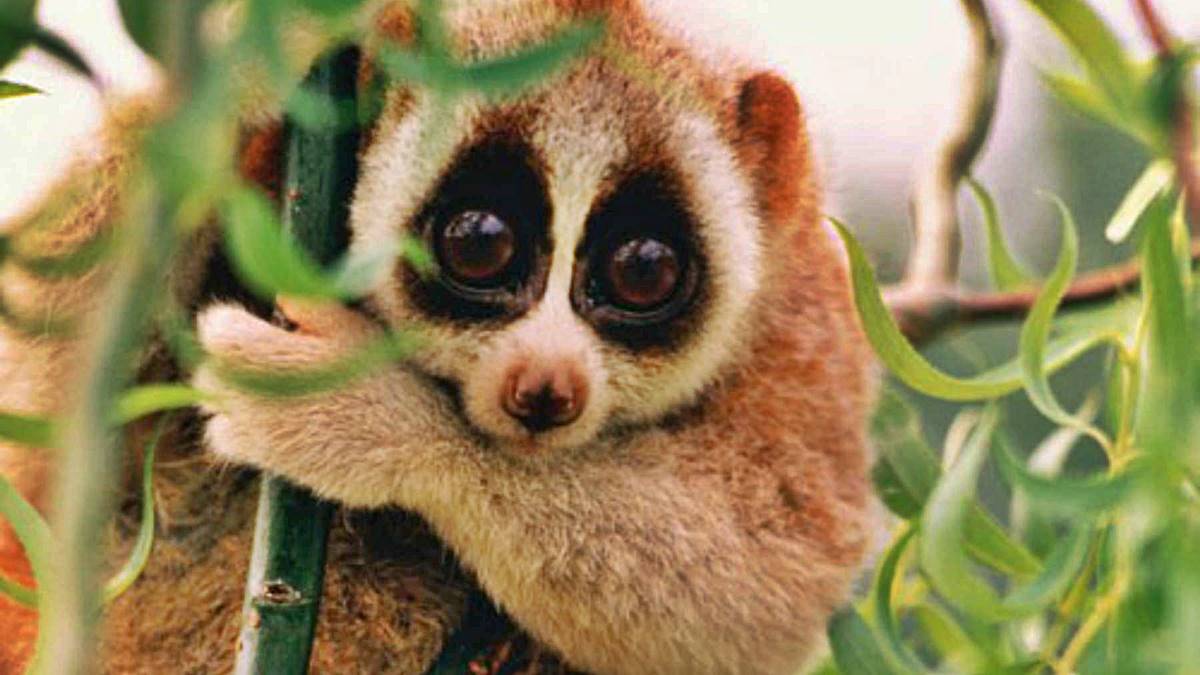 5 mamíferos que no sabías que eran venenosos