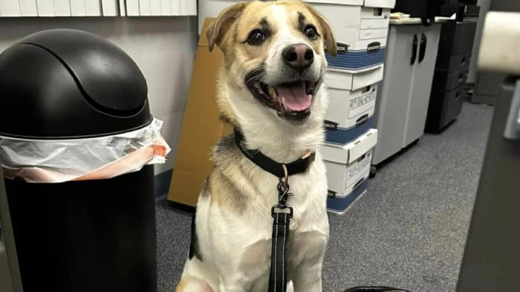 Abandonan a perro en Burger King de Chicago con una nota