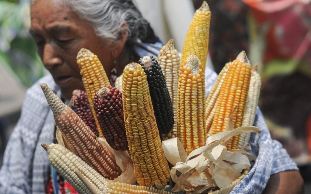 Anuncia EU consultas por maíz transgénico