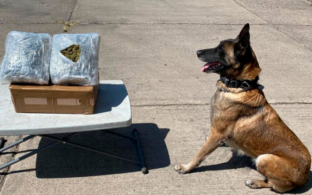 Con apoyo de 'lomitos' Guardia Nacional decomiso 118 paquetes de marihuana