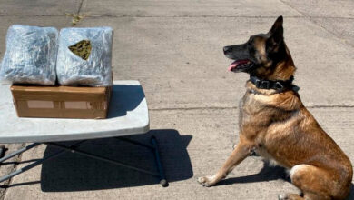 Con apoyo de 'lomitos' Guardia Nacional decomiso 118 paquetes de marihuana