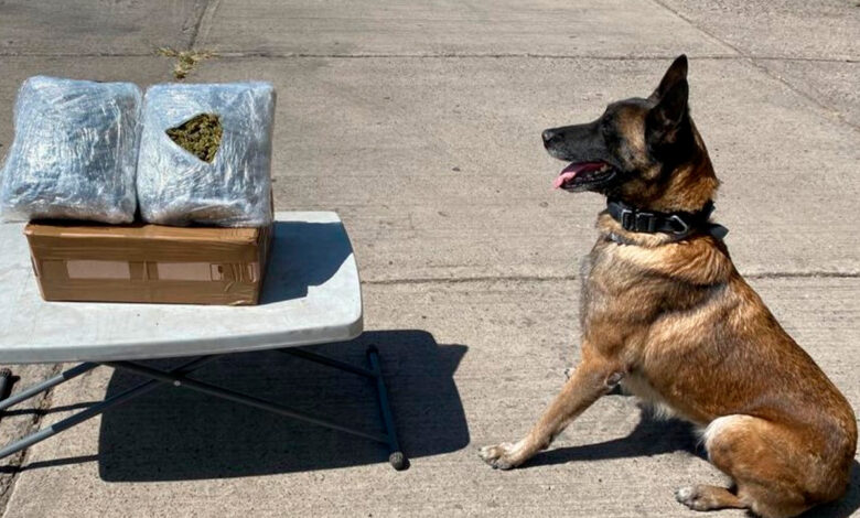 Con apoyo de 'lomitos' Guardia Nacional decomiso 118 paquetes de marihuana