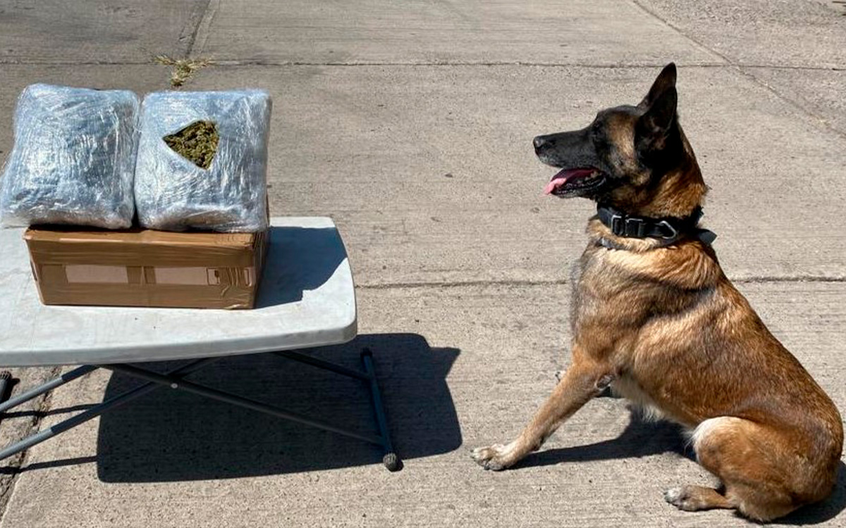 Con apoyo de ‘lomitos’ Guardia Nacional decomiso 118 paquetes de marihuana