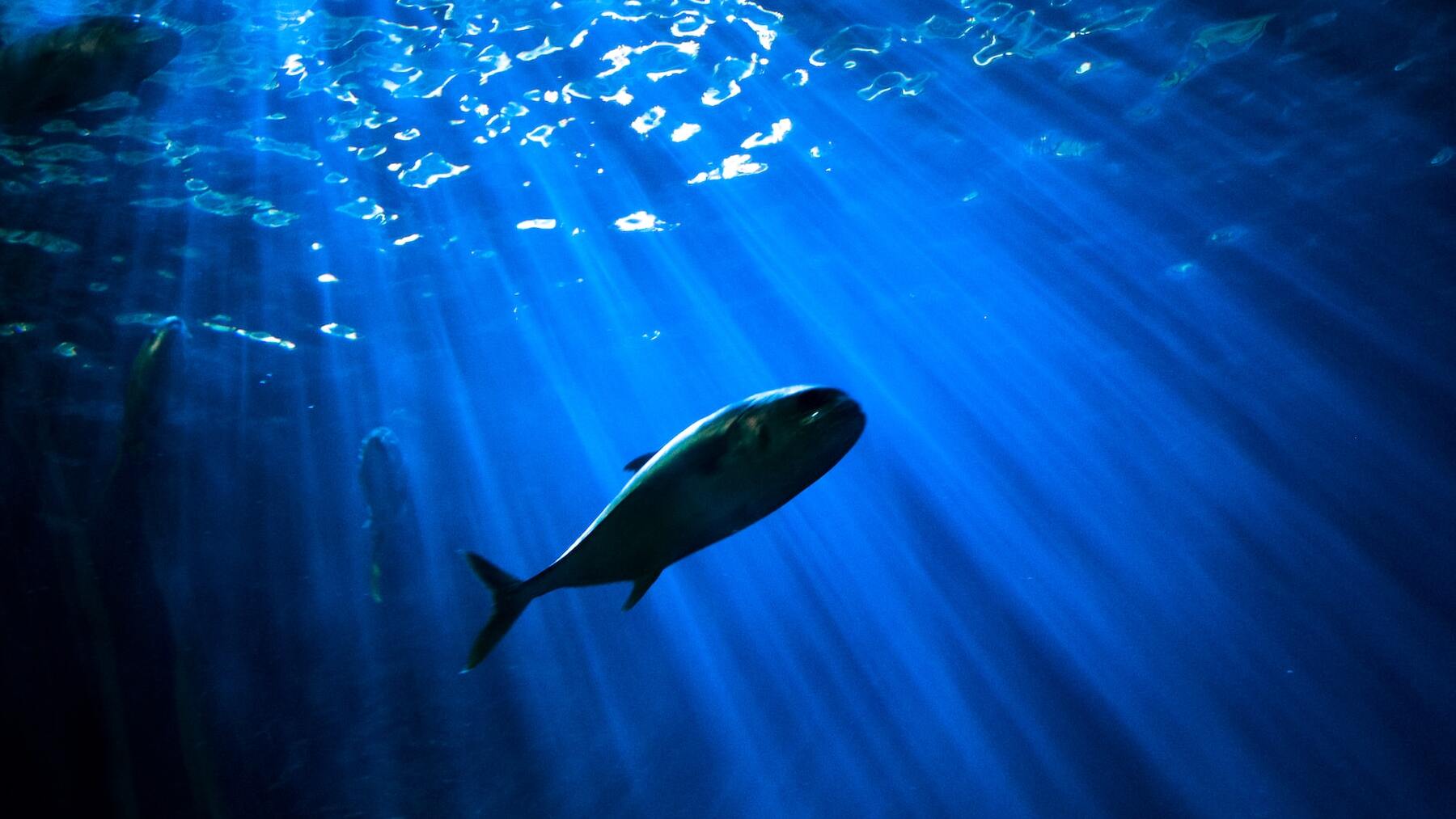 Descubre las 5 más profundas del planeta