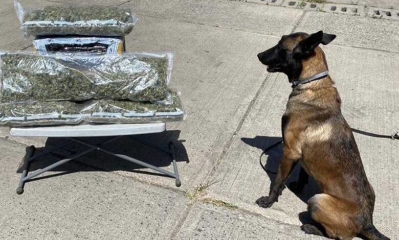 Detectan droga en paqueterías de nueve estados del país