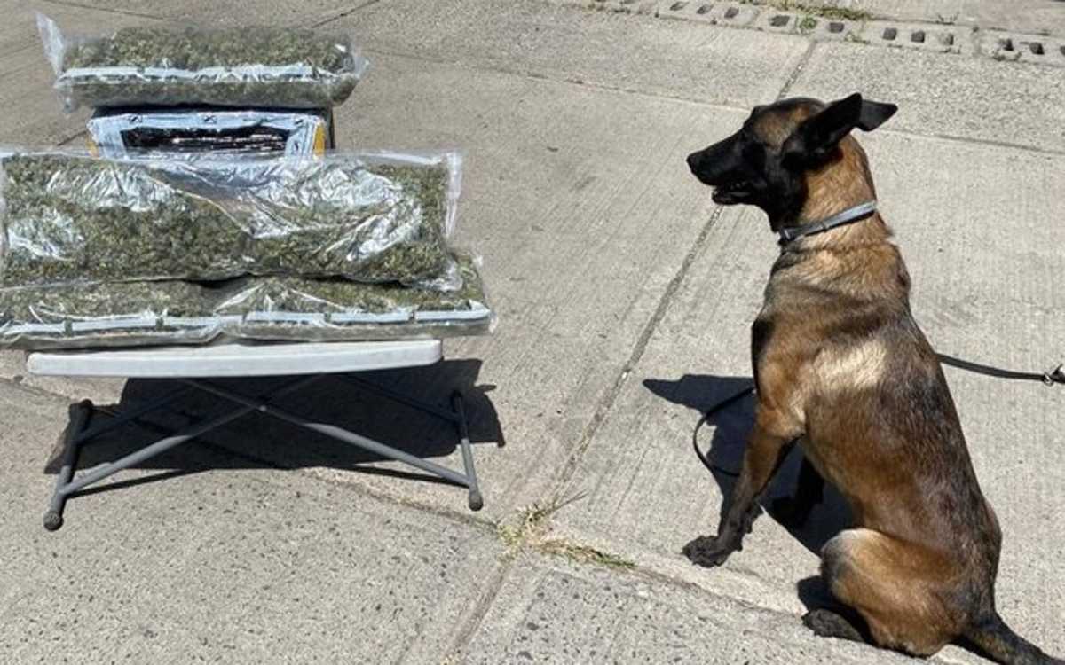 Detectan droga en paqueterías de nueve estados del país