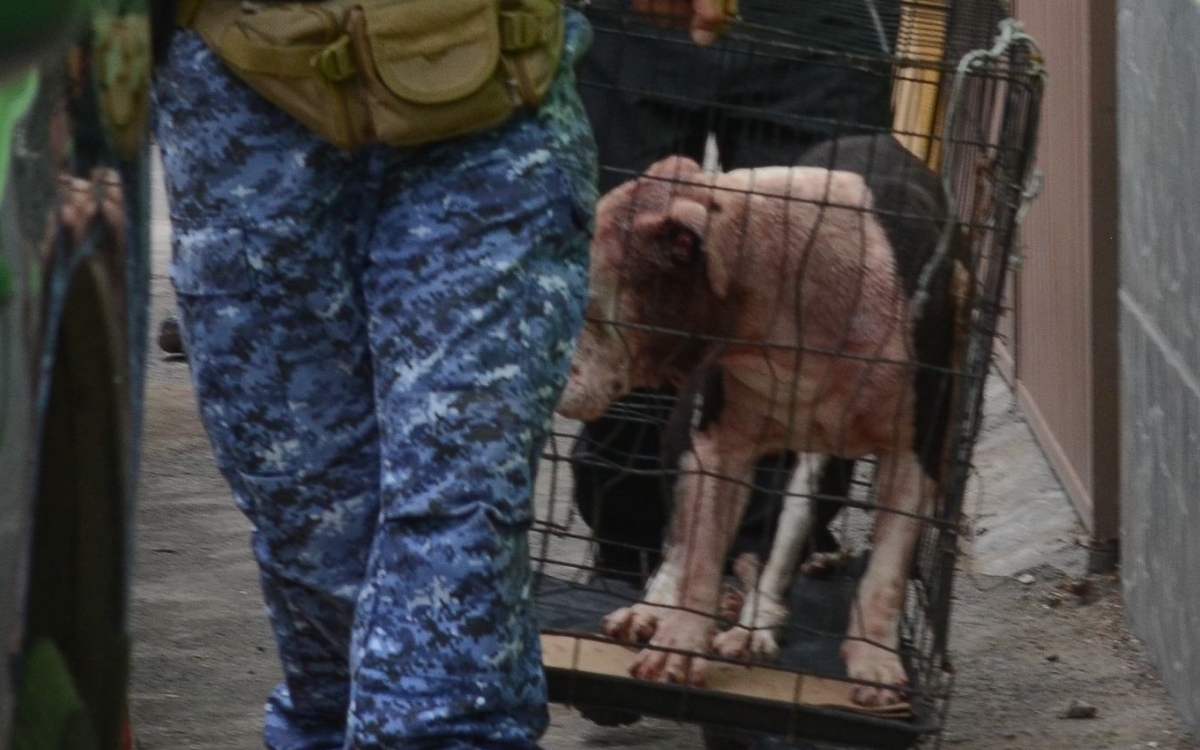 Dos perros pitbull atacan a su dueña y la matan en CDMX