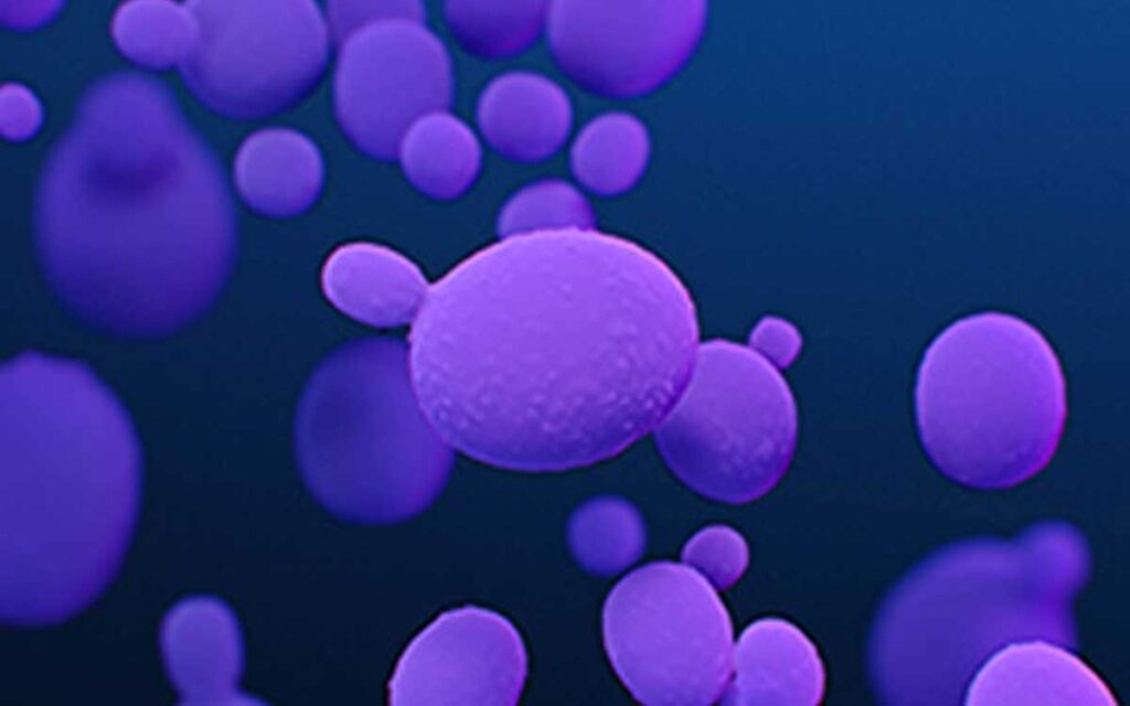 EU: Aumentan infecciones por hongo superresistente y potencialmente mortal