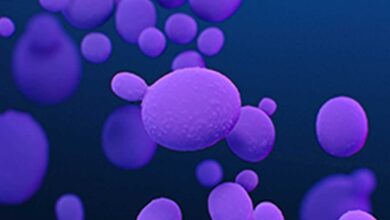EU: Aumentan infecciones por hongo superresistente y potencialmente mortal